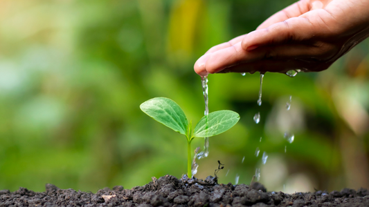 How to Water Your Plants the Right Way: A Complete Guide for Healthy Growth