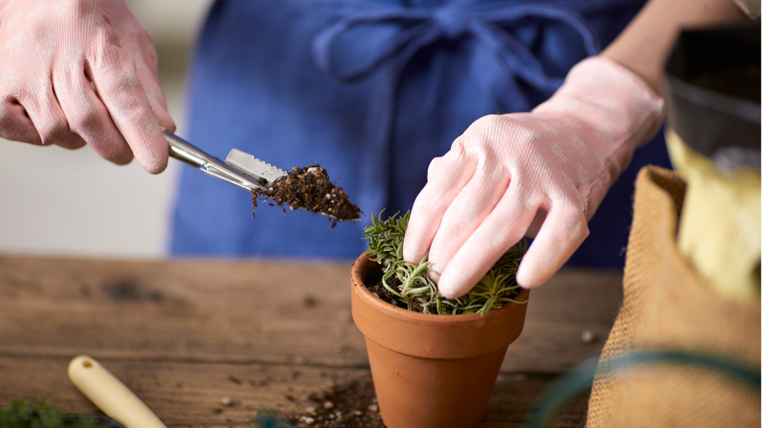 Common Gardening Mistakes and How to Avoid Them