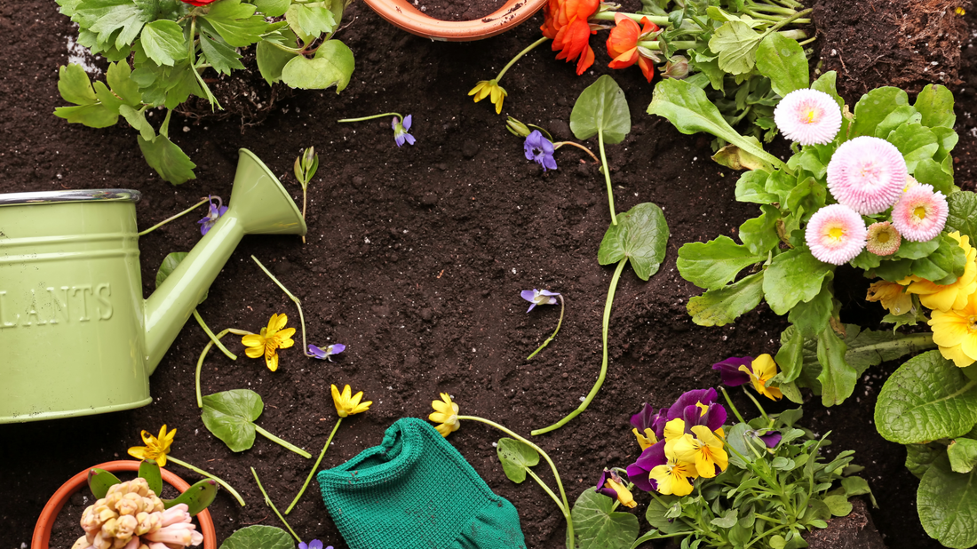 Understanding Plant Nutrition: What Fertilizers to Use and When