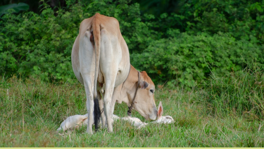 पर्यावरणासाठी गो-पालन