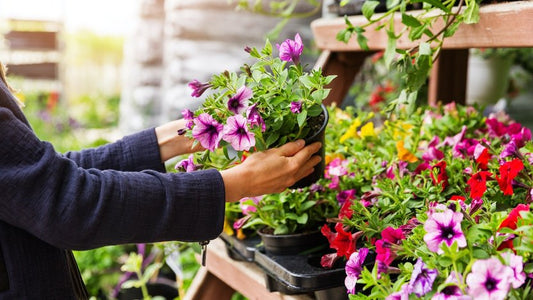 The Best Plants for First-Time Gardeners