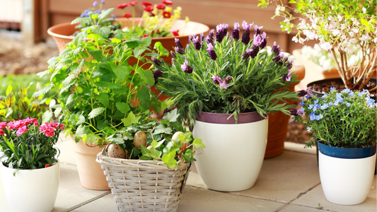 A Step-by-Step Guide to Starting a Container Garden