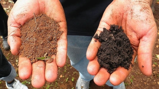 Hands holding two types of soil comparing texture for the best soil for organic gardening
