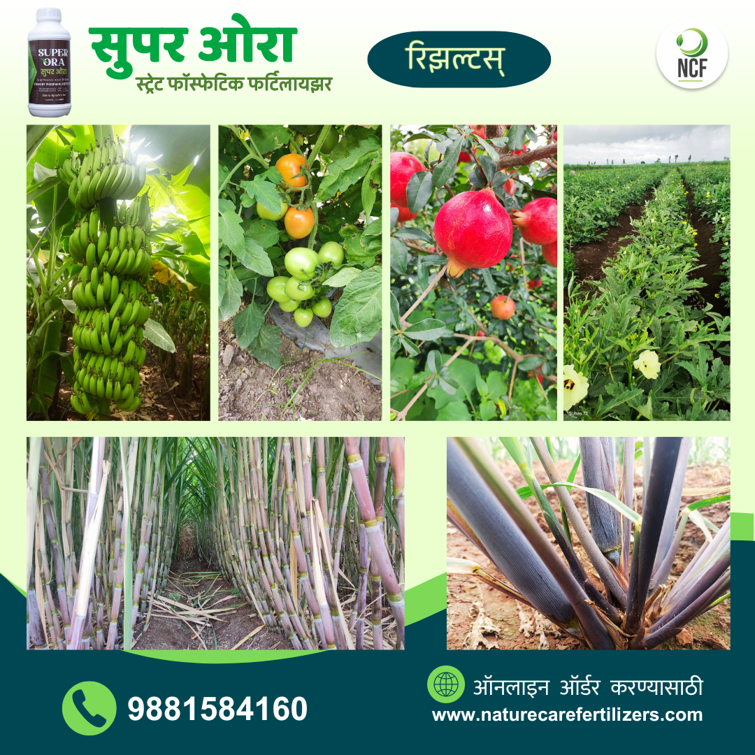 Super phosphoric acid fertilizer by Nature Care Fertilizers promoting healthy banana, tomato, pomegranate, okra, sugarcane, and black sugarcane crops