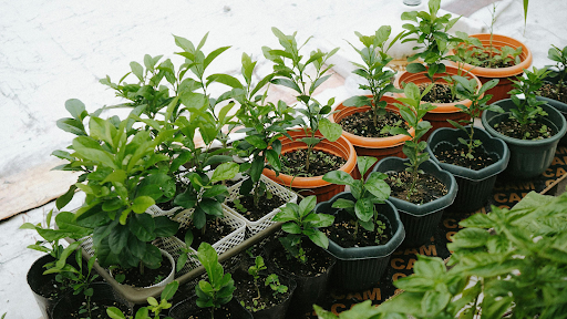 How to Grow Your Own Herbs at Home: A Complete Beginner’s Guide