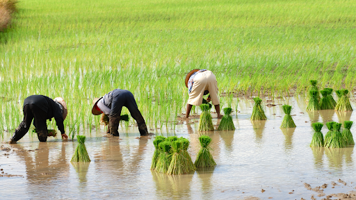 शेतकऱ्यांना उमेद देण्याची गरज