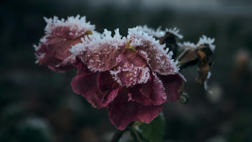 Winter Gardening: How to Protect Your Plants from the Cold