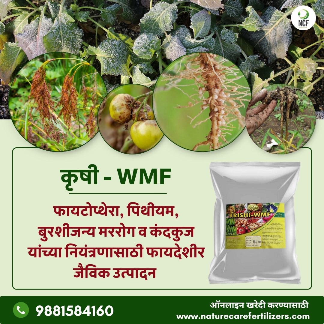 Krishi WMF - मररोग व कंदकुज यांच्या नियंत्रणासाठी एक फायदेशीर जैविक उत्पादन