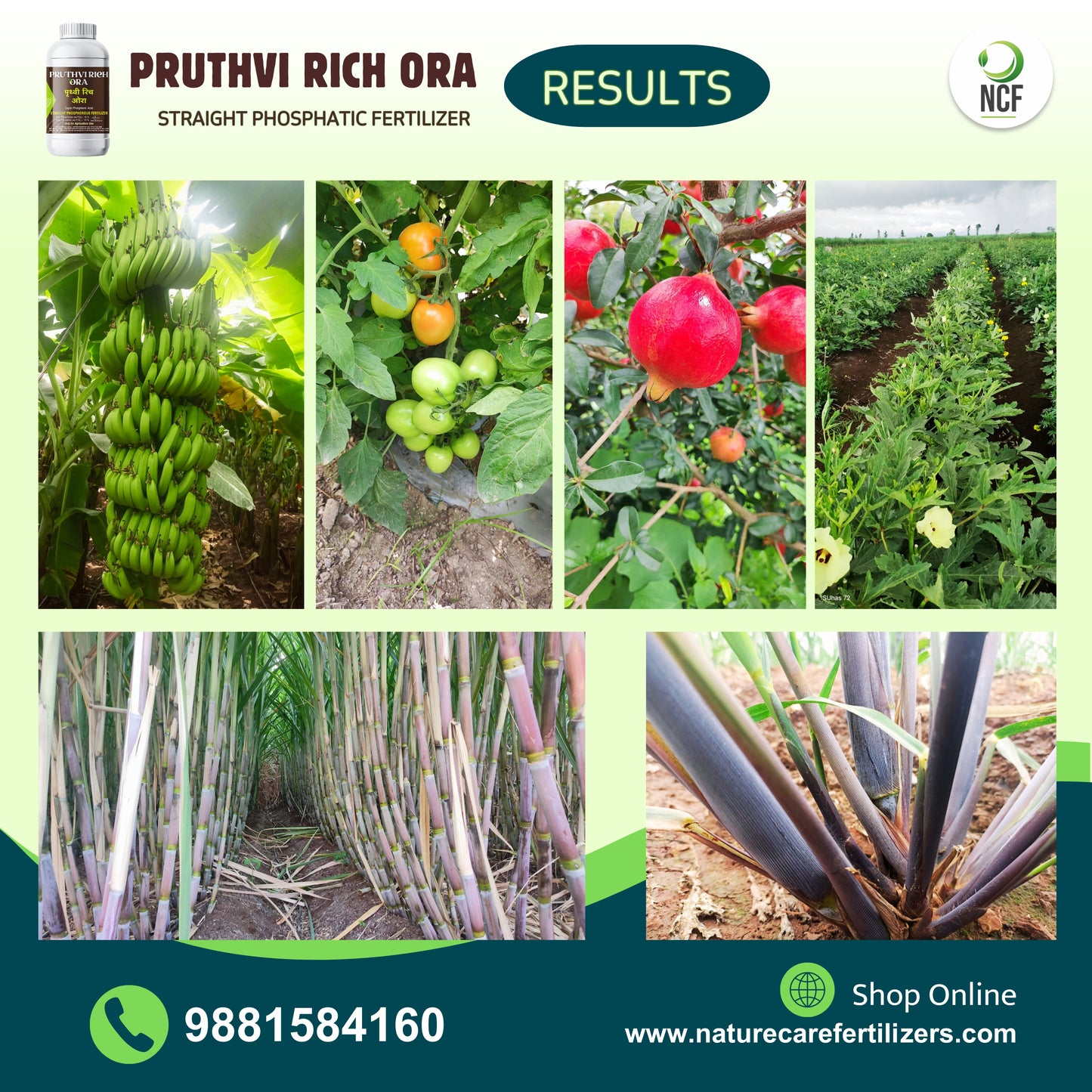 Results of using Pruthvi Rich Ora phosphorus supplement on banana, tomato, pomegranate, and other crops by Nature Care Fertilizers