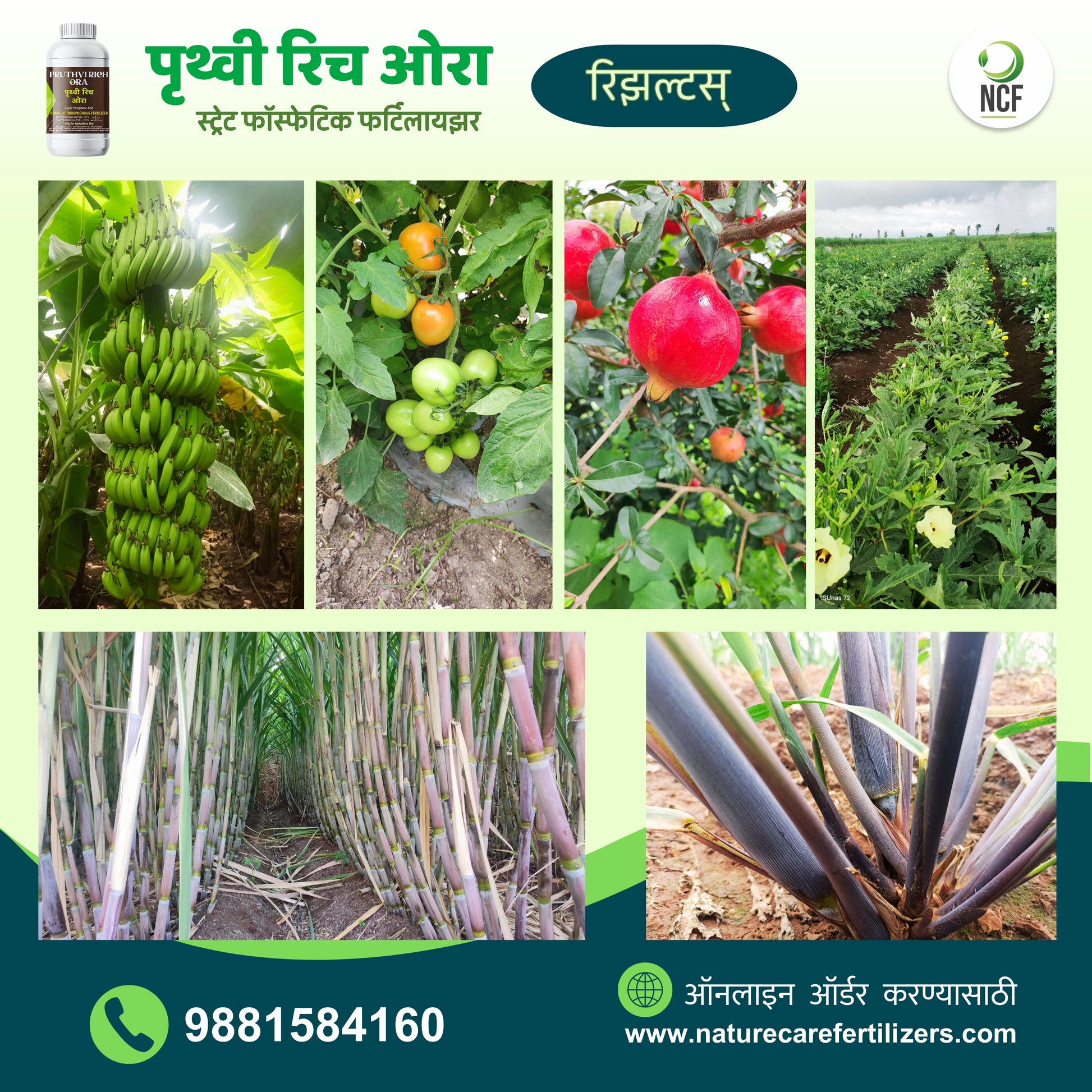 Pruthvi Rich Ora phosphorus supplement by Nature Care Fertilizers boosts growth in bananas, tomatoes, pomegranates, and sugarcane crops
